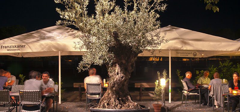 Olivenbaum Terrasse Im Restaurant Campus Ludwigsburg