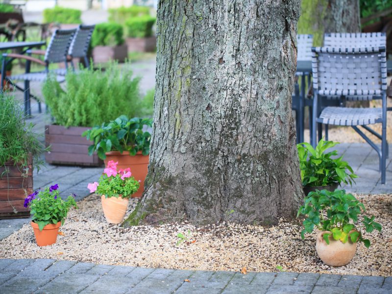Terrasse Im Restaurant Campus Ludwigsburg Kastanienbaum