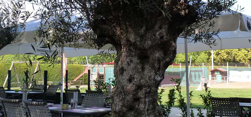 Olivenbaum Terrasse Im Restaurant Campus Ludwigsburg